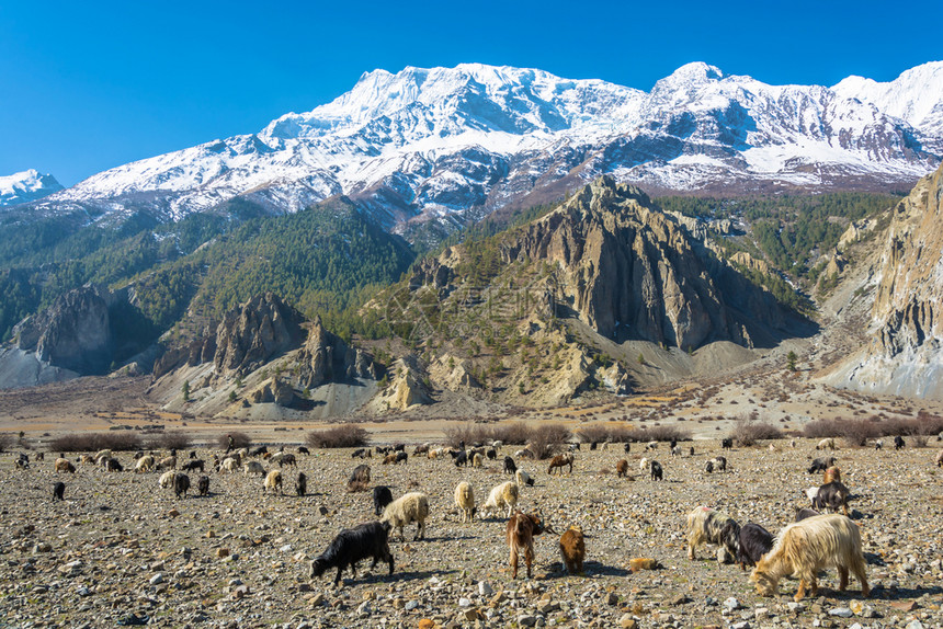 亚洲一种荒野在尼泊尔桑春日的美丽山地风景中大批绵羊和山图片