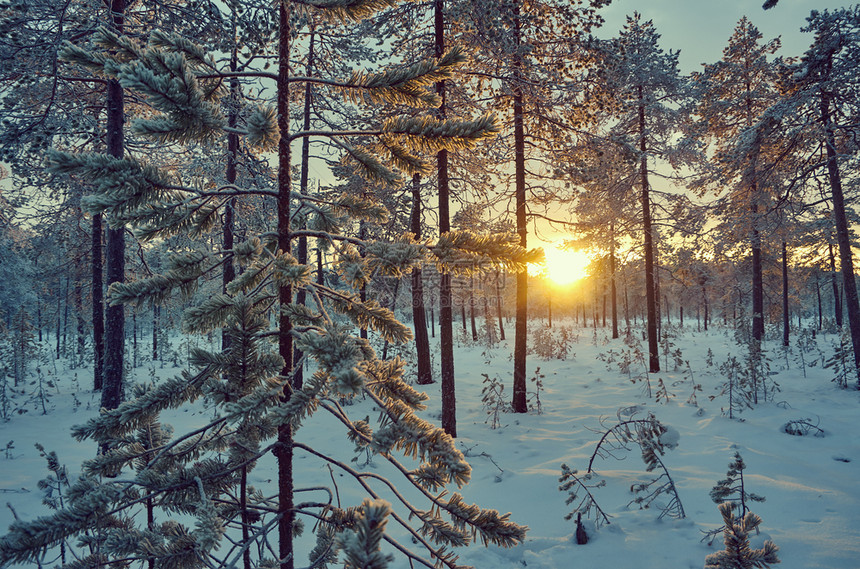 蓝色的雪森林冬季风景与松和日落图片