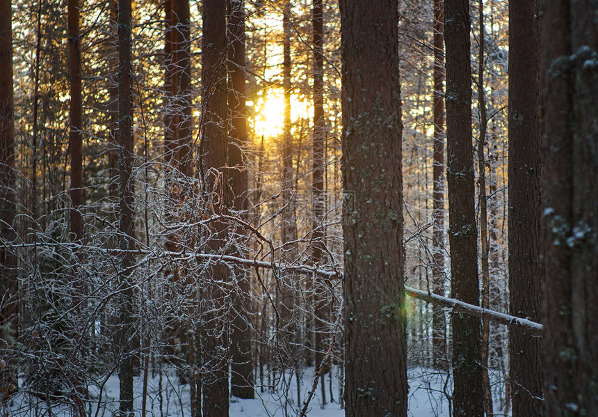 场景户外冬季风与松林和日落树图片