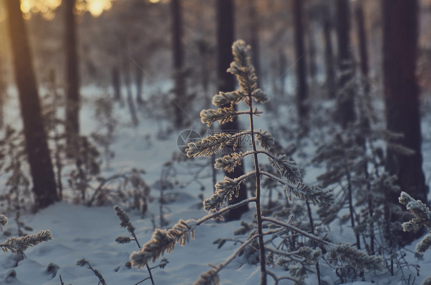 雪堆冬季风景与松林和日落寒冷的自然图片
