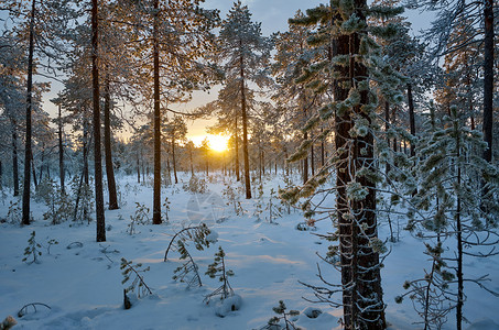 寒冷的圣诞节场景冬季风与松林和日落图片