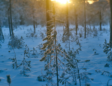 圣诞节冬季风景与松林和日落下雪的冷冻图片