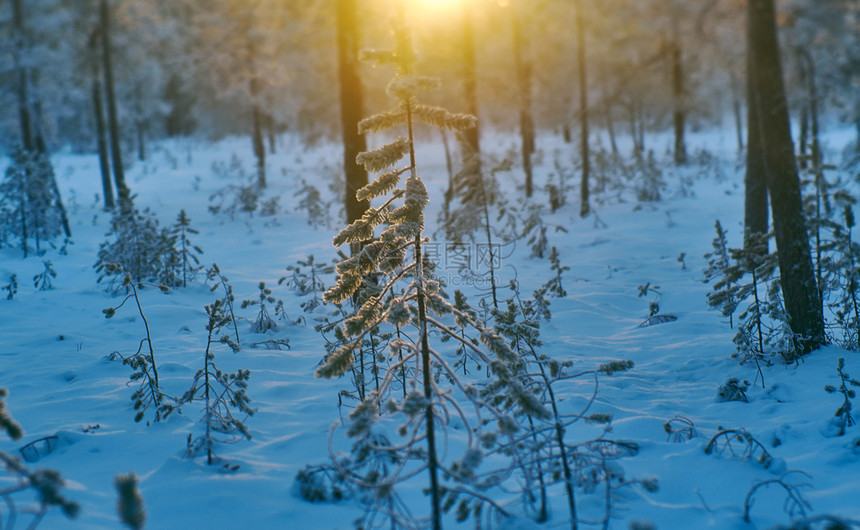 雪花冷冻冬季风景与松林和日落季节图片
