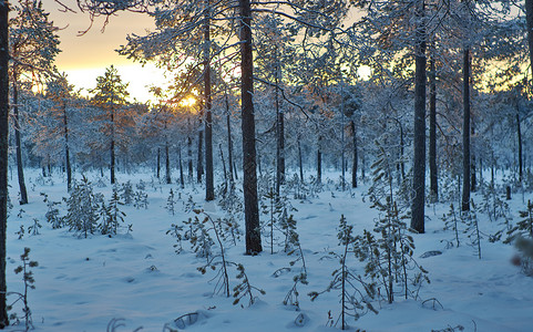 木头蓝色的冬季风景与松林和日落雪花图片