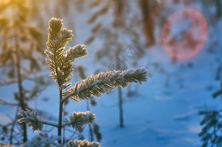 下雪的冬季风景与松林和日落木头圣诞节图片