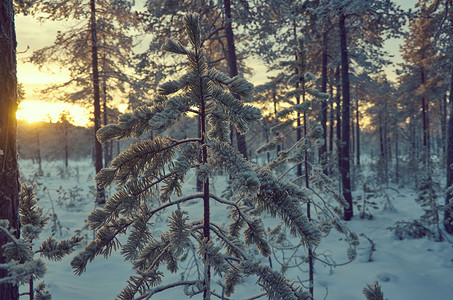 日落雪景夕阳森林图片
