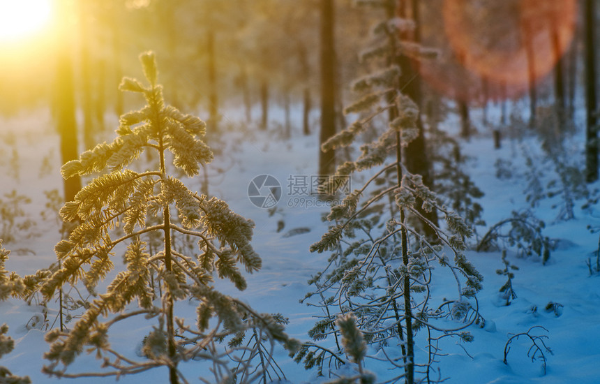 日落雪景森林夕阳图片