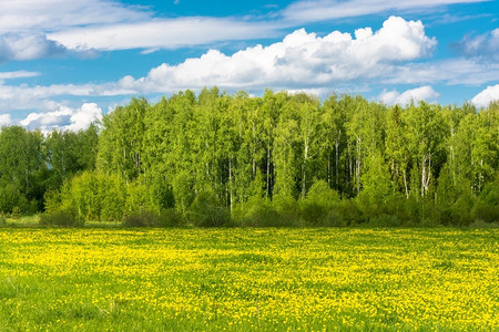 草美丽的春天风景阳光明日黄色的花朵田地夏天绿色图片