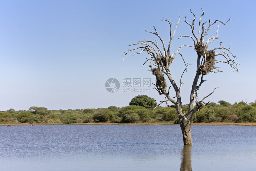 下午南非克鲁格公园一棵树上的雀巢衬套反射图片
