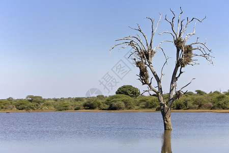 下午南非克鲁格公园一棵树上的雀巢衬套反射图片