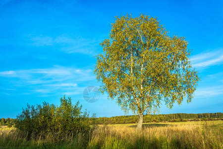 阳光秋天田野上有着一棵孤单的白树美丽风景叶子农村白色的图片