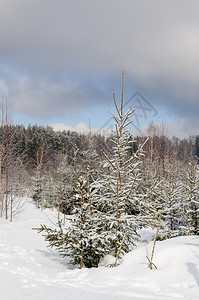 天气霜冬季风景森林边缘的小型fir树寒冷的图片