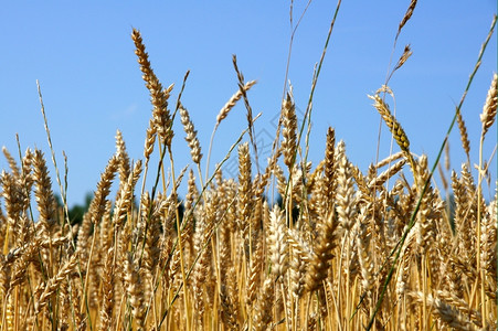 种子夏天谷物准备在农田种植可以收割小麦图片