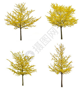 植物学艺术白底色的孤立黄金形树自然背景图片