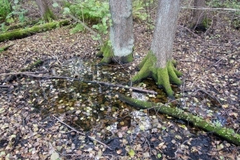 户外10月瑞典斯德哥尔摩森林中长着绿色苔藓树干的空气植物图片