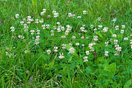 聪明的夏天在野草地丛中鲜白的花朵植物群春天背景图片