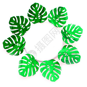 喜庆的树叶生日圆白边框绿纸在色背景上隔离的圆圈中与怪物绿色纸叶隔开背景图片