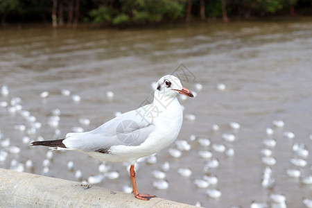 自然海鸥在桥上骑栏杆的相片照美丽图片