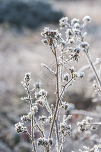 植物早期的冰冷寒冬季植被因春日晒退图片