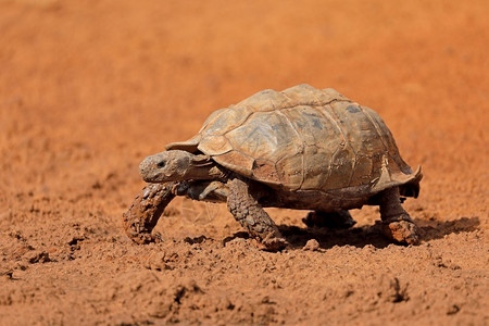 爬虫类自然南非Stigmochelysardalis步行南非乌龟图片