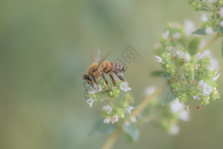 白色的工作蜜蜂收集马约拉姆花的蜜天然背景昆虫蜜糖高清图片