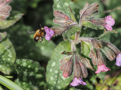 从粉花中收集的蜜蜂飞糖植物图片