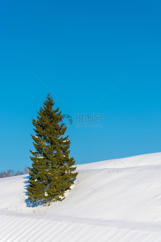 常绿白色的树孤单微细绿色在雪坡上与蓝天相对图片