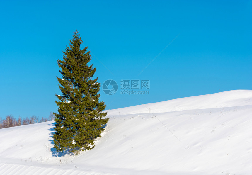 蓝色的新鲜针叶孤单微细绿色在雪坡上与蓝天相对图片