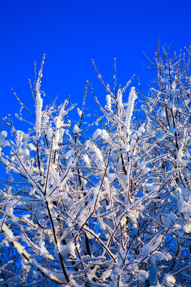 蓝天前的雪树景观蓝色季节图片