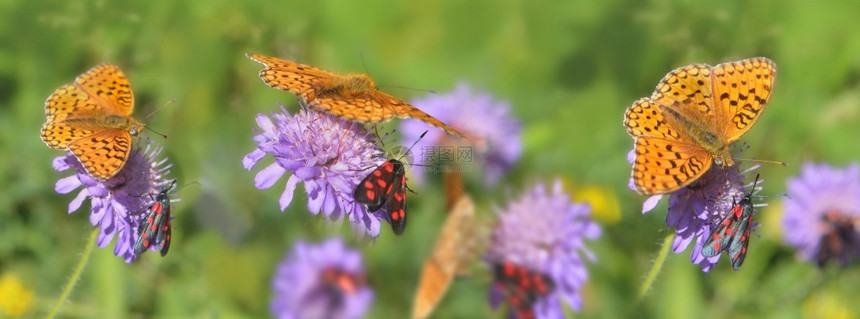 生物多样动黑色的美丽橙蝴蝶和小红黑昆虫在全景观光的视野中收集粉红色花朵美丽的橙色蝴蝶和采集粉红色花朵的小黑昆虫图片