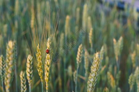 植物阳光下的麦穗田间阳光下农业种子图片