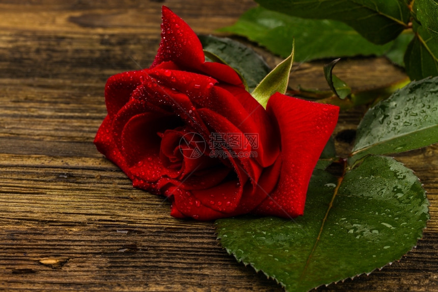 猩红季节白色的背景美丽野生长红玫瑰图片