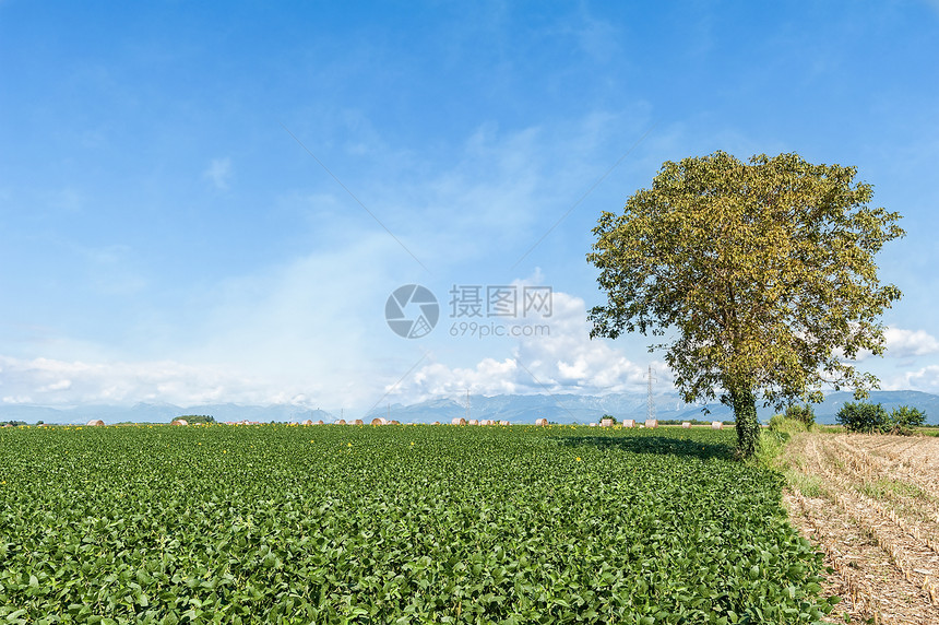 景观场一片大豆孤立的树和干草林与云层般的蓝天空相对土地纳达林图片