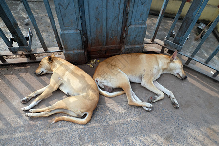 在印度加尔各答Kalighat寺庙周围的地面上睡觉狗文化亚洲动物图片