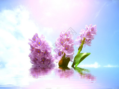 自然紫色的春天花朵图片