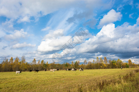 蓝天白云下的草原牧场图片