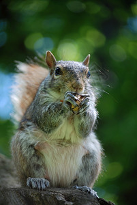 灰色松鼠有趣的坐在树上吃花生的灰松鼠自然脸背景
