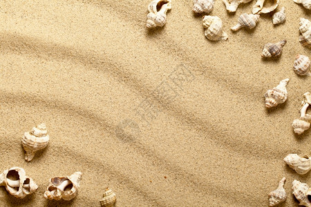 沙滩上的海壳图片