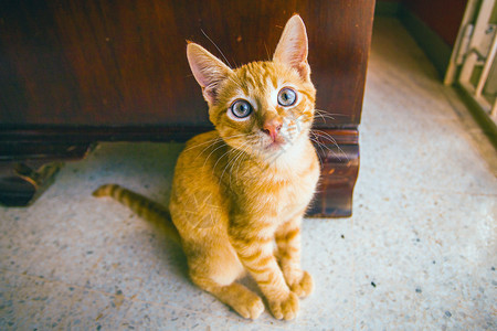 目不转睛可爱的小猫咪盯着相机看背景