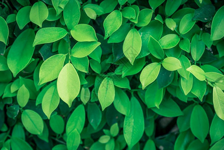 植物绿色关于自然背景的绿叶子图片