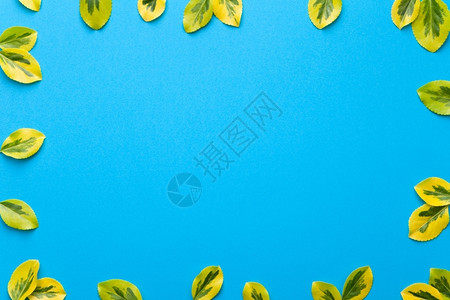 海报蓝色背景的新鲜叶子平整面复制空间蓝色的墙背景图片
