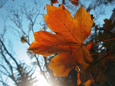 秋天阳光下的落叶图片
