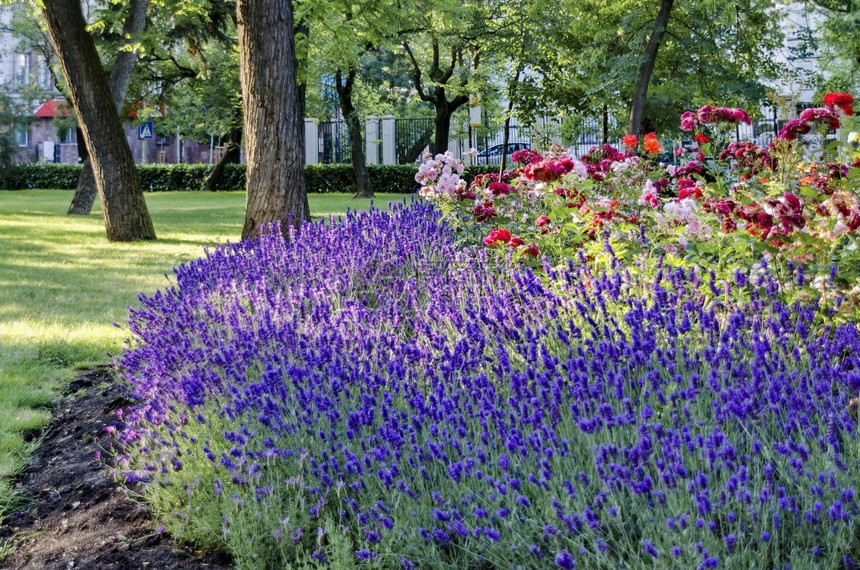 保加利亚索非州苏花朵园有紫衣草和春天的玫瑰装饰令人惊叹公园图片