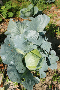 开胃青菜卷心的头成熟和绿色卷心菜的大头盘子蔬图片