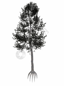 黑白根奥地利或黑松白色背景中孤立的树3D渲染奥地利或黑松树渲染干插图根设计图片