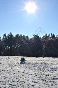 自然荷兰Kootwijkerzand上的雪蓝色库特维克背景图片