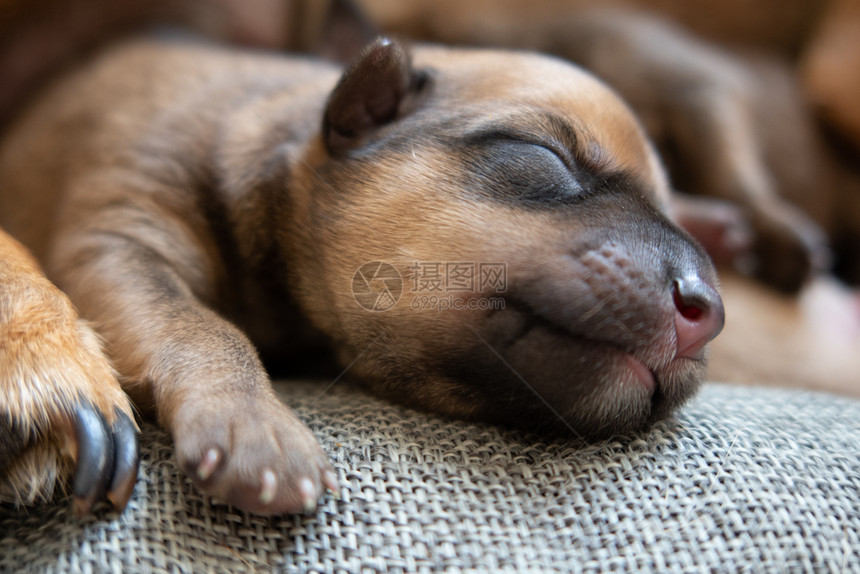 刚出生的棕色小狗脸上有快乐的刚出生棕色小狗脸上有快乐睡觉着了犬类
