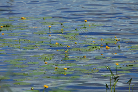 人们黄色的李子花朵在水上摇动百合夏天图片