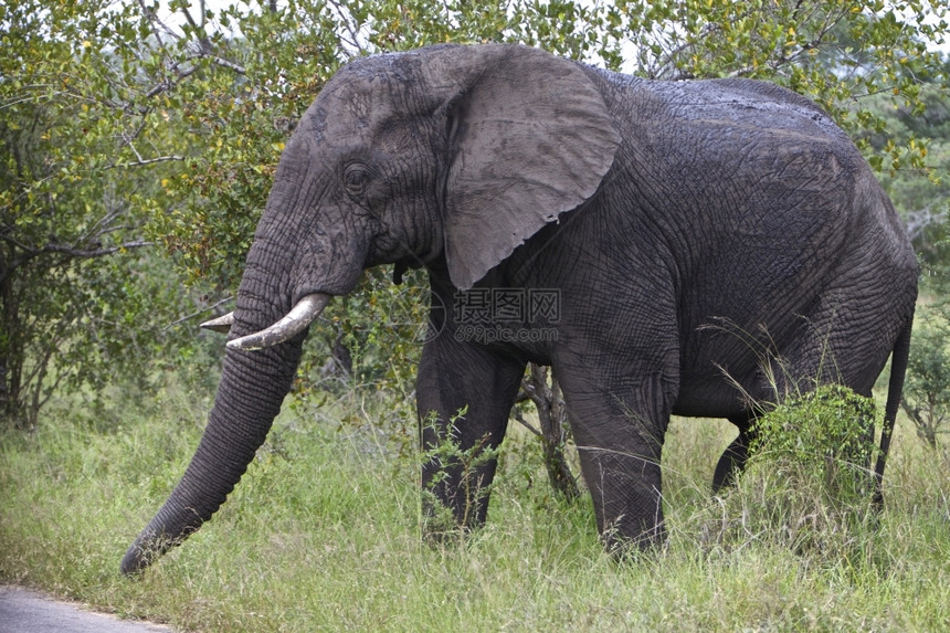 动物象牙预订南非克鲁格公园的一头象牛图片
