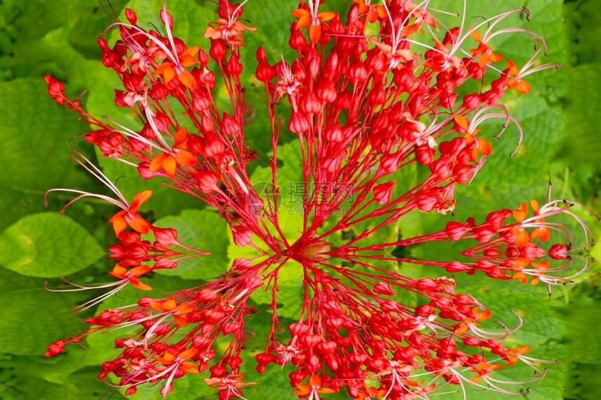 花的绿色背景红花美丽朵图片